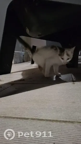 Chat trouvé à Saint-Vincent-Bragny - photo