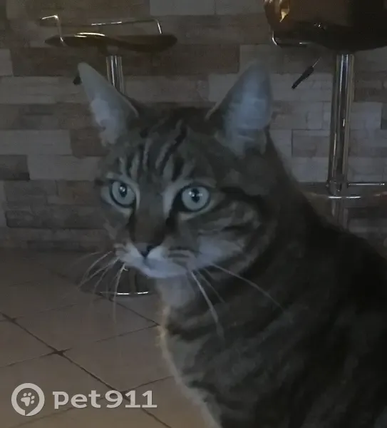 Gros chat tigré perdu à Bessancourt - photo