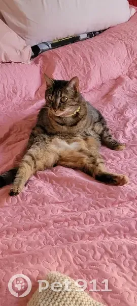 Chat Zoé 2.5 ans perdu à Champigny - photo
