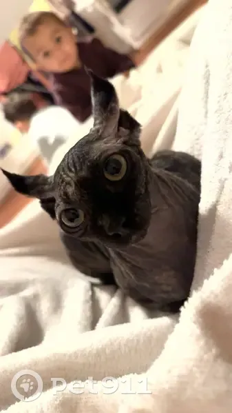 Sphynx 2 ans perdu, sociable, Séné - photo