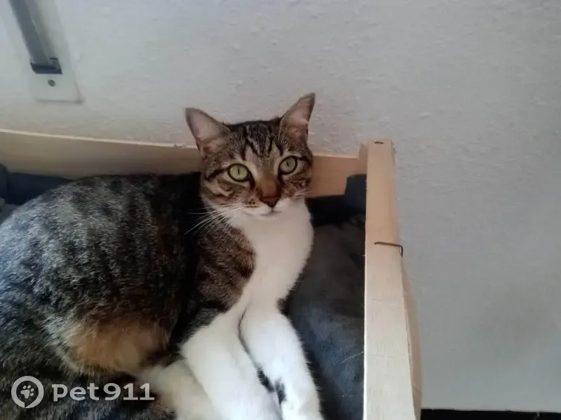 Nyoki, chat tigré disparu au Pallet - photo