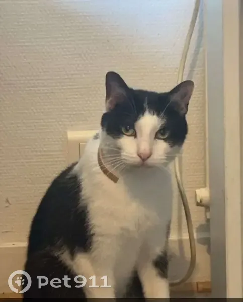 Chat noir et blanc perdu à Vichy - photo
