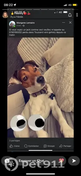 Chien perdu : Jack Toussard à Gohory - photo