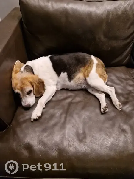 Beagle tricolore perdue Avenue Foch - photo