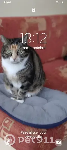 Chatte écaille disparue à Cergy - photo
