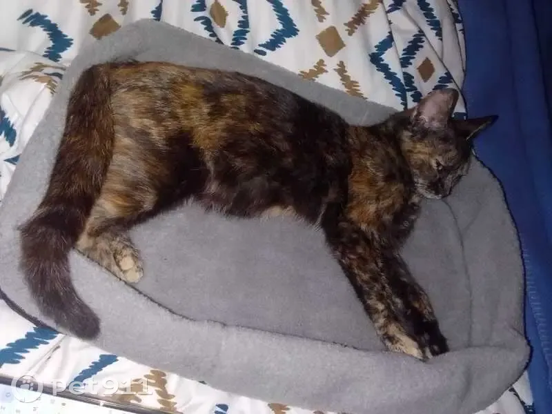 Chatte Sabi perdue à Bordeaux - photo