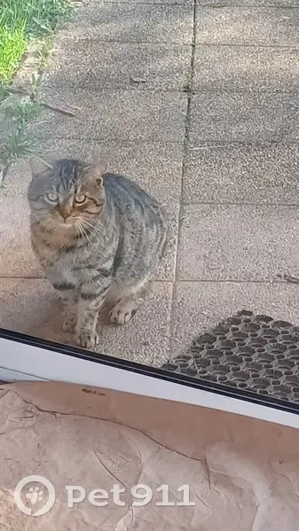 Chat gris mâle trouvé à Lamazière-Basse - photo
