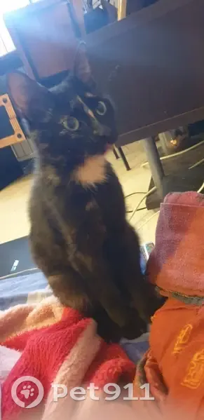 Chatte écaille blessée trouvée à Juvardeil - photo