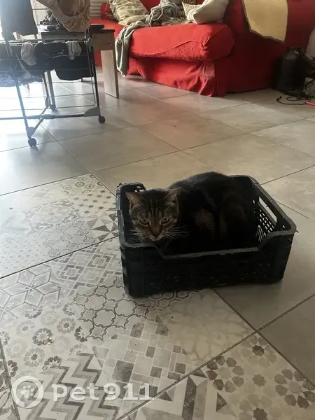 Chat tigré perdu à Beauzelle (31700) - photo