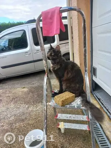 Kyra, chatonne écaille de tortue disparue - photo
