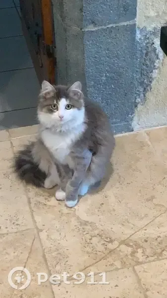 Chat perdu : Ulysse, angora gris et blanc - photo