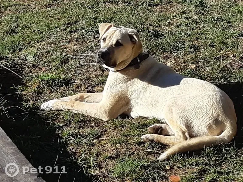 Chienne beige volée à La Bouilladisse - photo