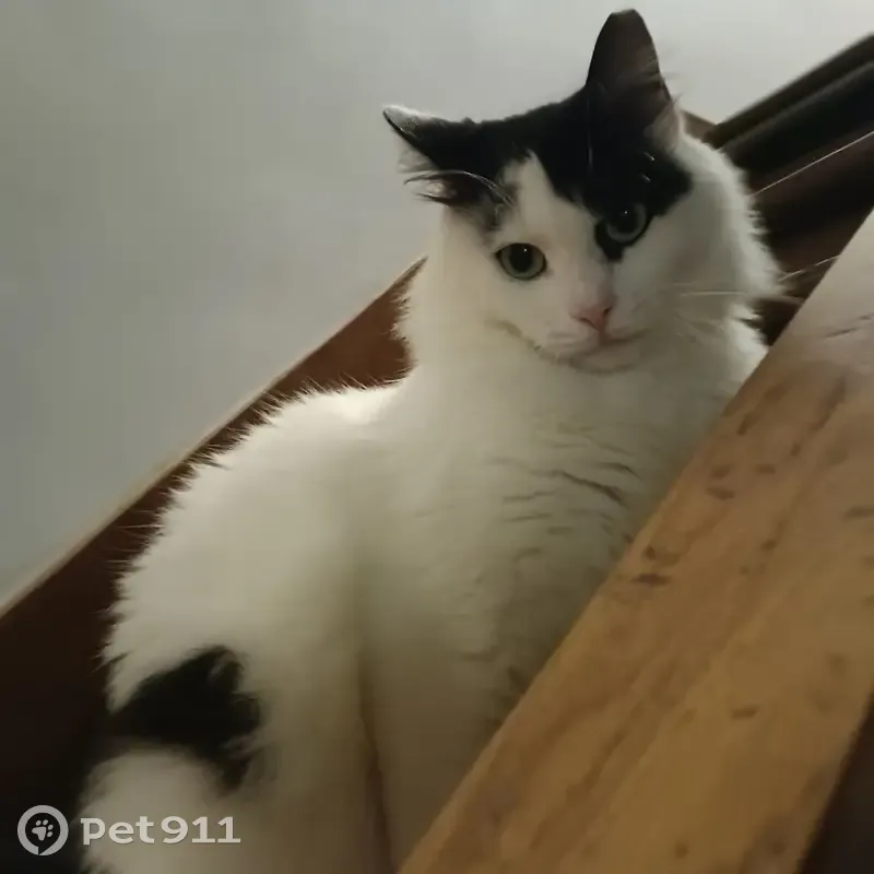 Chat perdu : Hadès, 1 an, noir et blanc - photo