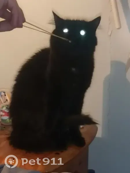 Chat noir Choubaka perdu à Beaujeu - photo