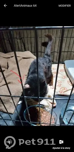 Chatte noire âgée trouvée à Pau - photo