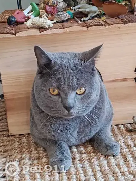 Chat perdu à Durtol, Auvergne-Rhône-Alpes - photo