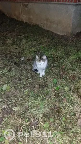 Chat aperçu Cité Robespierre, Ivry-sur-Seine - photo