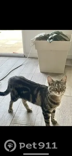 Chatte tigrée perdue à Nousty - photo