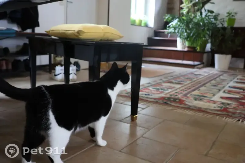 Chatte trouvée à Boissy-aux-Cailles - photo