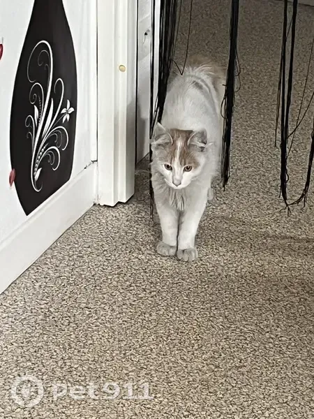 Chat trouvé à Saint-Jean-de-la-Porte - photo