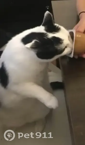 Chatte d'appartement égarée à Augny - photo