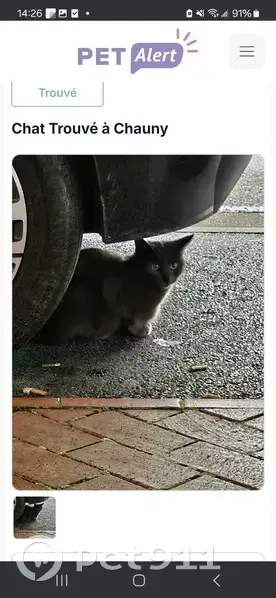 Jeune chat gris trouvé à Chauny - photo