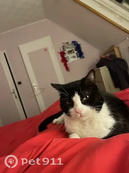 Chat perdu noir et blanc à Senlis - photo
