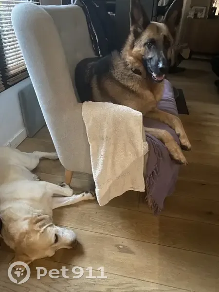 Chien errant sauvé à Eaubonne - photo