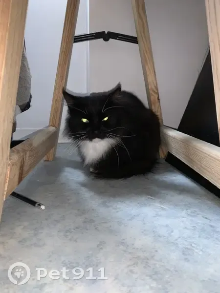 Chat femelle noir et blanc trouvé Aire-sur-l'Adour - photo