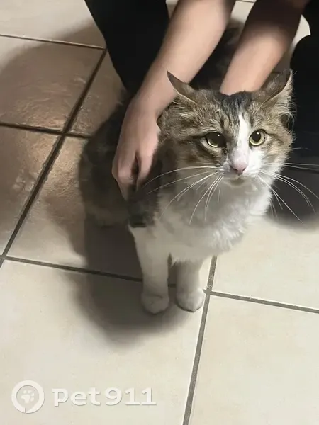 Chatte sociable trouvée à Montalieu-Vercieu - photo
