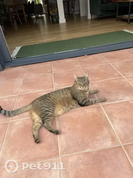 Chat tigré disparu à Saint-Sébastien - photo