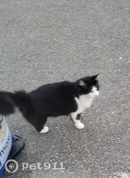 Chat trouvé sur parking à Saint-Orens - photo