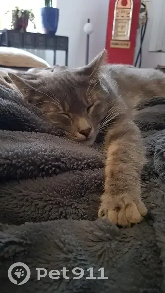Chatte grise disparue à Estrées - photo