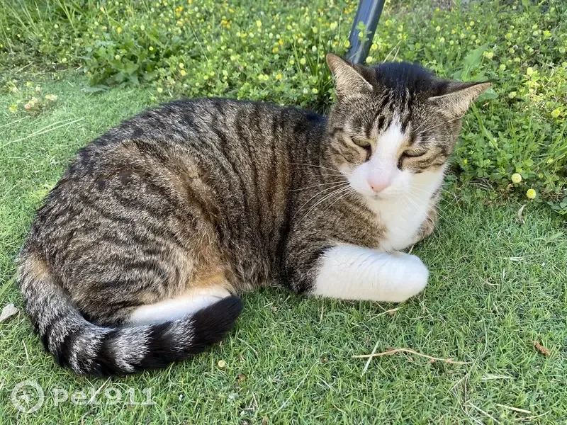 Chat européen perdu à Aix-en-Provence - photo