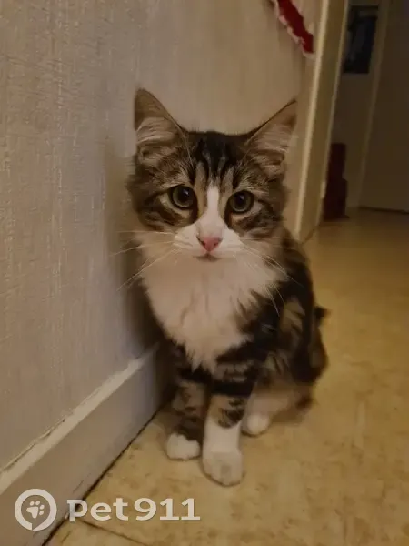 Chat mâle trouvé Rue de la République - photo
