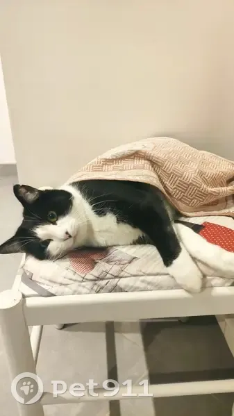 Chat noir et blanc perdu à Aix-les-Bains - photo