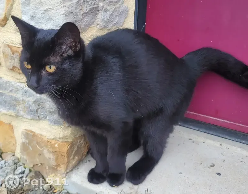 Chaton noir sociable trouvé à La Bouëxière - photo