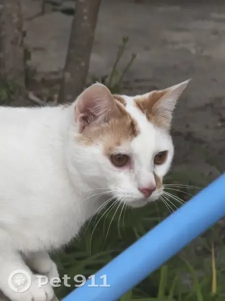 Chat blanc et roux perdu à Montélier - photo