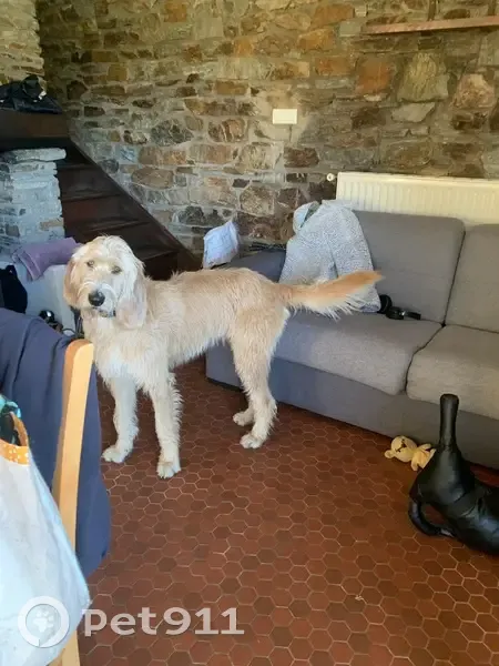 Chien perdu à Barre-des-Cévennes : Couscous - photo