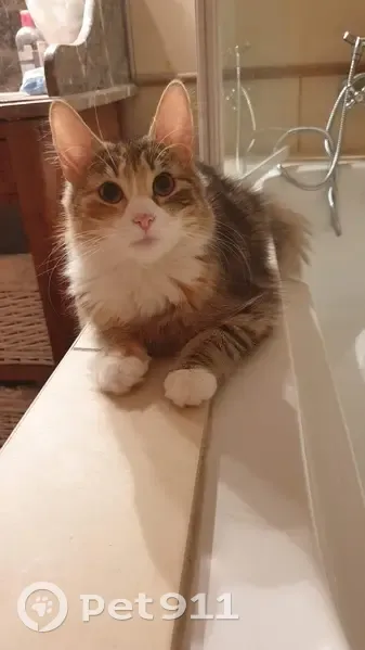 Chatte perdue à Grigny : Pumpkin, 5 ans - photo