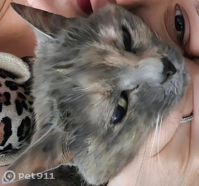 Chat écaille perdu à Chauché - photo