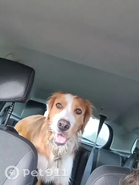 Jeune chien de chasse trouvé à Loussous-Débat - photo