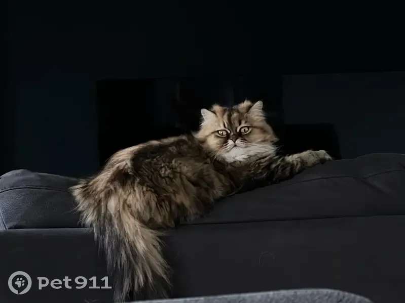 Chat Persan Perdu à Houdain - photo