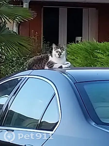Chat perdu, souvenir de ma maman, Luzinay - photo