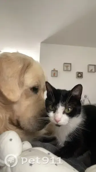 Chat perdu à Avezé : Nana, petite blanche et noire - photo