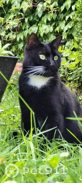 Chat noir et blanc disparu à Limoges - photo