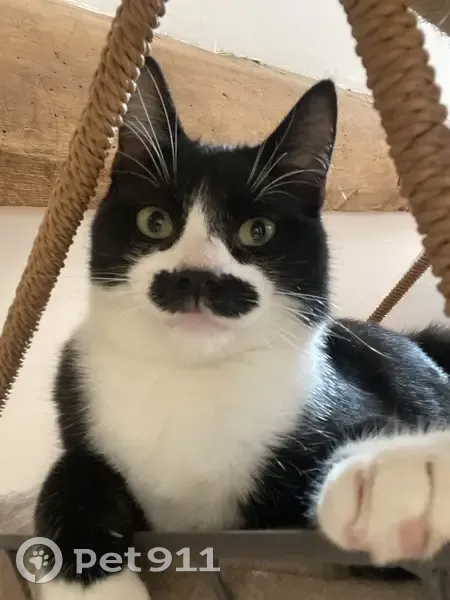 Chat disparu avec moustache à Ifs - photo