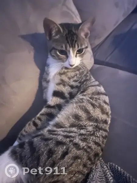 Jeune chatte tigrée disparue à Pacé - photo