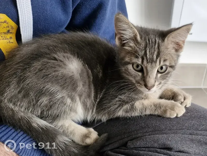 Chaton gris tigré trouvé à Chambray-lès-Tours - photo