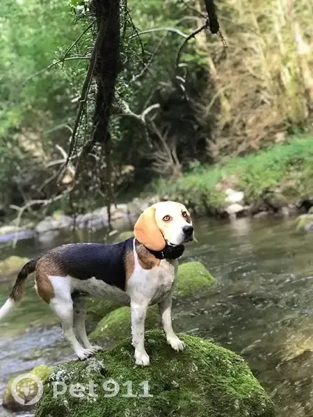 Beagle perdu près de la forêt du Logis - photo